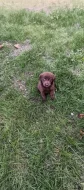 🐾 Čistokrevná čokoládová labradorská štěňátka 🐾