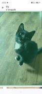 Krásná černobila (bicolor) kočička Marcelka britská 4 měsíce