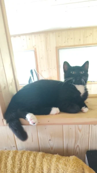 Krásná černobila (bicolor) kočička Marcelka britská 4 měsíce