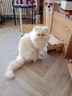 Prodám koťátka perské činčily