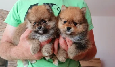 Pomeranian kluci