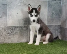 Čistokrevná sibiřského huskyho štěňátka