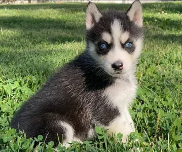 Čistokrevná sibiřského huskyho štěňátka