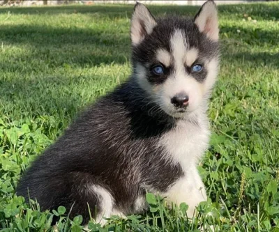 Čistokrevná sibiřského huskyho štěňátka