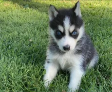 Čistokrevná sibiřského huskyho štěňátka