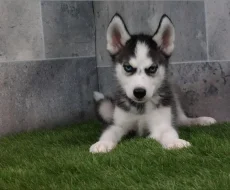 Čistokrevná sibiřského huskyho štěňátka