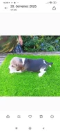 Beagle s PP
