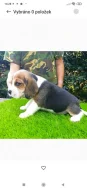 Beagle s PP
