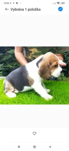 Beagle s PP