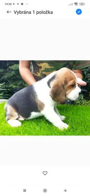 Beagle s PP