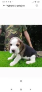 Beagle s PP