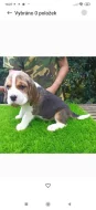Beagle s PP