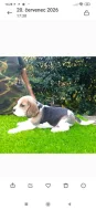 Beagle s PP
