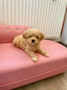 Maltipoo pejsek