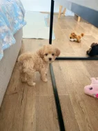 Maltipoo pejsek