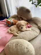 Maltipoo pejsek