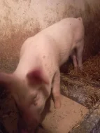 Prodám rozkrmené prase