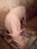 Prodám rozkrmené prase