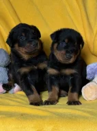 Beauceron štěňátka s PP