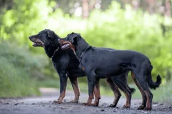 Beauceron štěňátka s PP