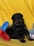 Beauceron štěňátka s PP