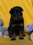 Beauceron štěňátka s PP