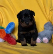 Beauceron štěňátka s PP