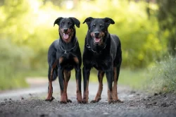 Beauceron štěňátka s PP