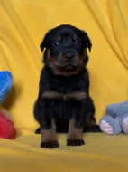 Beauceron štěňátka s PP