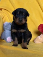 Beauceron štěňátka s PP