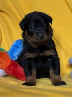 Beauceron štěňátka s PP