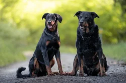 Beauceron štěňátka s PP