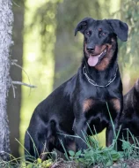 Beauceron štěňátka s PP