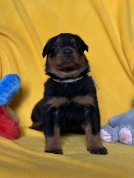 Beauceron štěňátka s PP