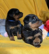 Beauceron štěňátka s PP