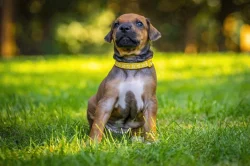 Rhodéský ridgeback s PP - štěňata FCI
