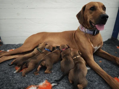 Rhodéský ridgeback s PP - štěňata FCI