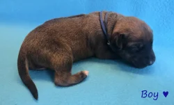 Rhodéský ridgeback s PP - štěňata FCI