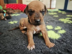 Rhodéský ridgeback s PP - štěňata FCI
