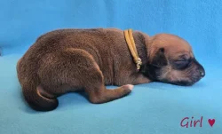 Rhodéský ridgeback s PP - štěňata FCI