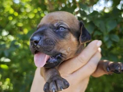 Rhodéský ridgeback s PP - štěňata FCI
