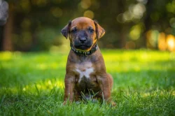 Rhodéský ridgeback s PP - štěňata FCI