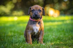 Rhodéský ridgeback s PP - štěňata FCI