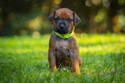 Rhodéský ridgeback s PP - štěňata FCI