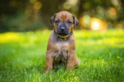 Rhodéský ridgeback s PP - štěňata FCI