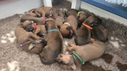 Rhodéský ridgeback s PP - štěňata FCI