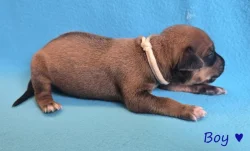 Rhodéský ridgeback s PP - štěňata FCI