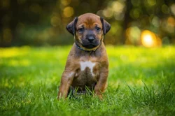 Rhodéský ridgeback s PP - štěňata FCI