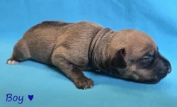 Rhodéský ridgeback s PP - štěňata FCI