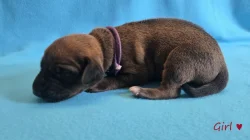 Rhodéský ridgeback s PP - štěňata FCI